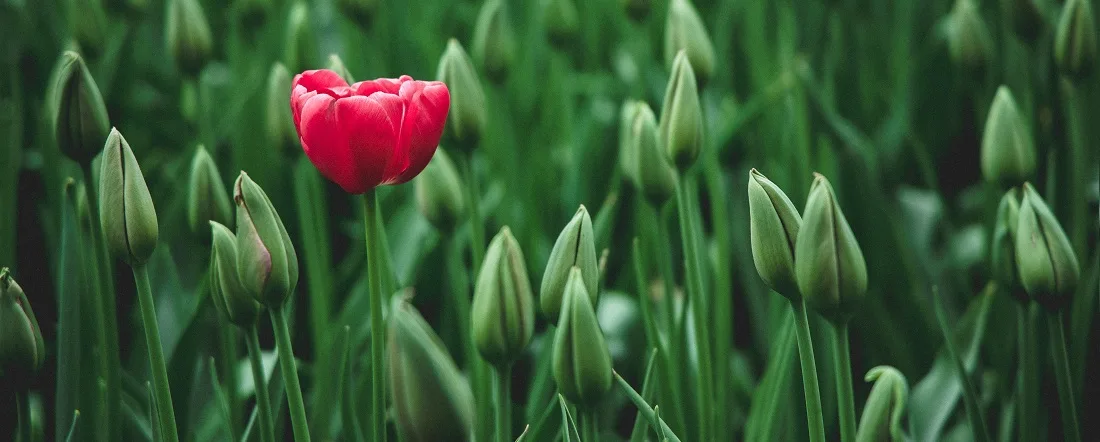 Tulp