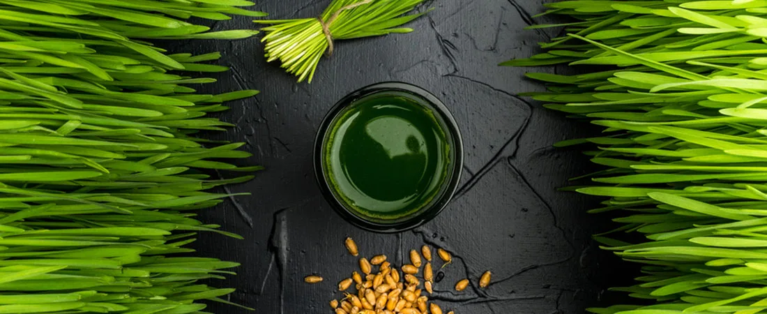 Wheatgrass