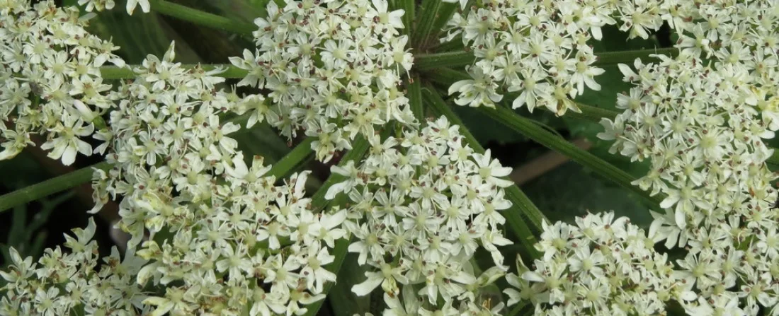Naiste_ženšenn_Angelica_Sinensis_Dong_quai_Danggui_Naissoost_ženšenn_õied