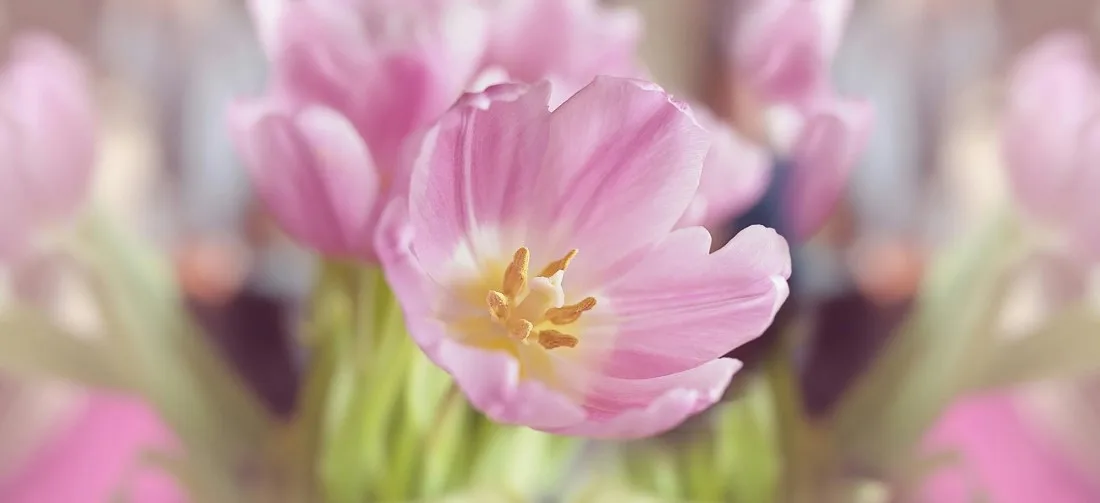 Helelilla_krookus_kuidas-menopausi-ajal-nagu-kevadine-lill-õitsele-puhkede-ja-millised-taimed-ning-vitamiinid-aitavad-menopausi-sümptomeid-leevendada