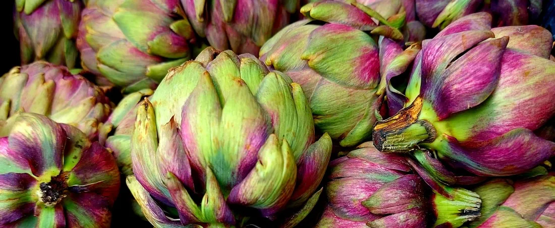 Artišokk_Cynara scolymus_on_hea_kaalulanguseks